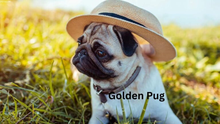 Golden Retriever Pug Mix – Temperament, Care, and Breed Info 9 Golden Retriever Pug Mix- Golden Pug